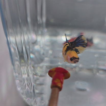 Bumblebee female