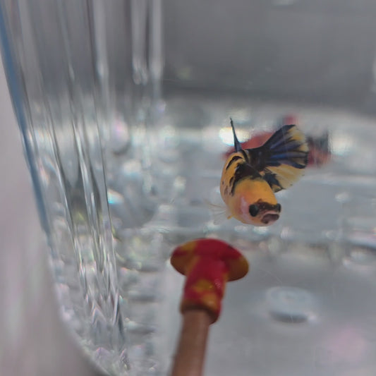 Bumblebee female