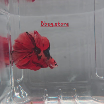 Black Base Metallic Fire Nemo DTHM (Doube Tail Halfmoon)