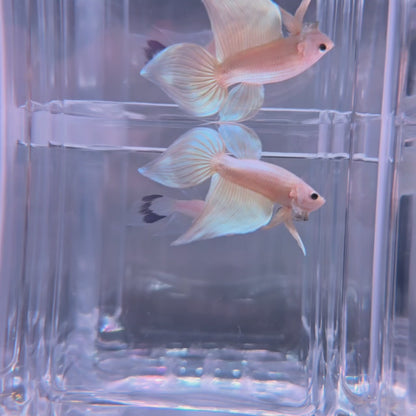 Gold Veiltail