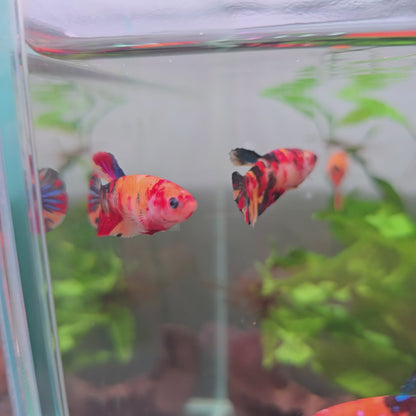Yellow koi female