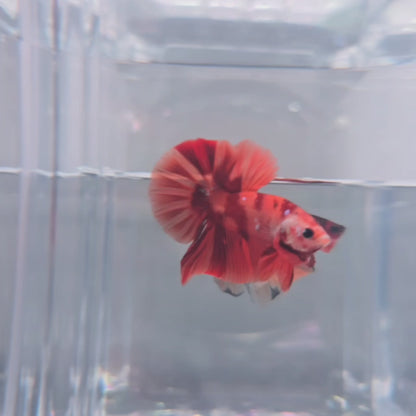 Tiger Nemo