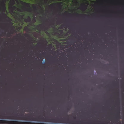 Silverado Green / Blue / Purple Male Guppy
