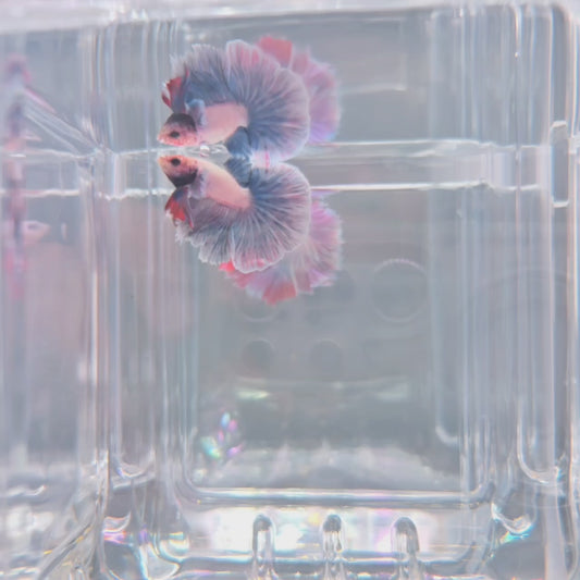 Baby Blue Pink Rosetail