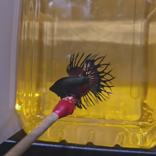Vampire King Crowntail
