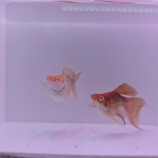 Gold Copper Lyretail Molly - Pair