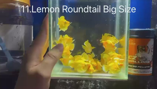 *NEW IN* Lemon Roundtail (Big Size)