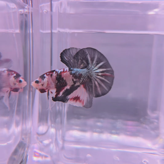 Copper Koi with SUPER BIG Caudal Fin