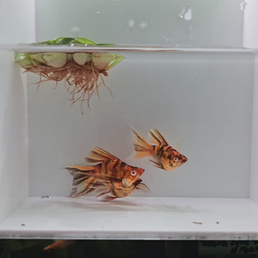 Albino Golden Zebra Veiltail Molly