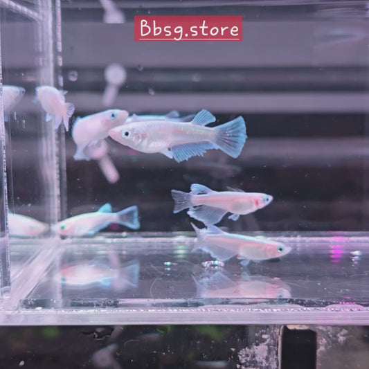 Mariage KWF (Kissing Wide Fin)