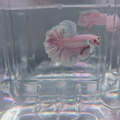 Lavender Pink Rosetail 💜