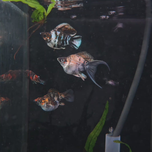 Tiger Mollies