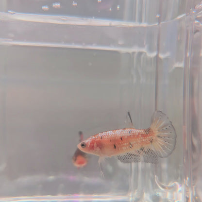 Yellow fancy female