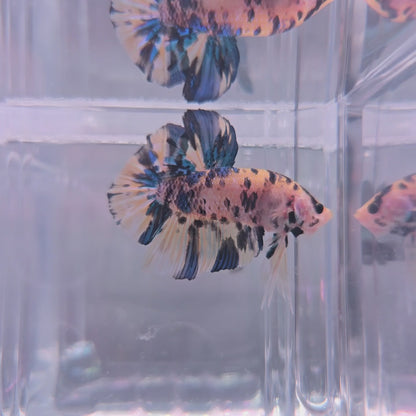 Metallic yellow koi Giant
