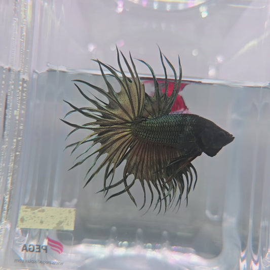 [Pre-Order] Copper King Crowntail *PREMIUM QUALITY*