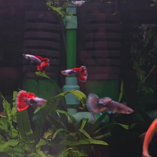 Dumbo Mosaic Guppies