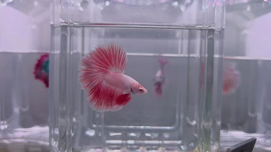 Pastel Pink Halfmoon