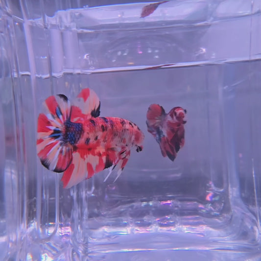 4.5cm Candy Nemo Giant