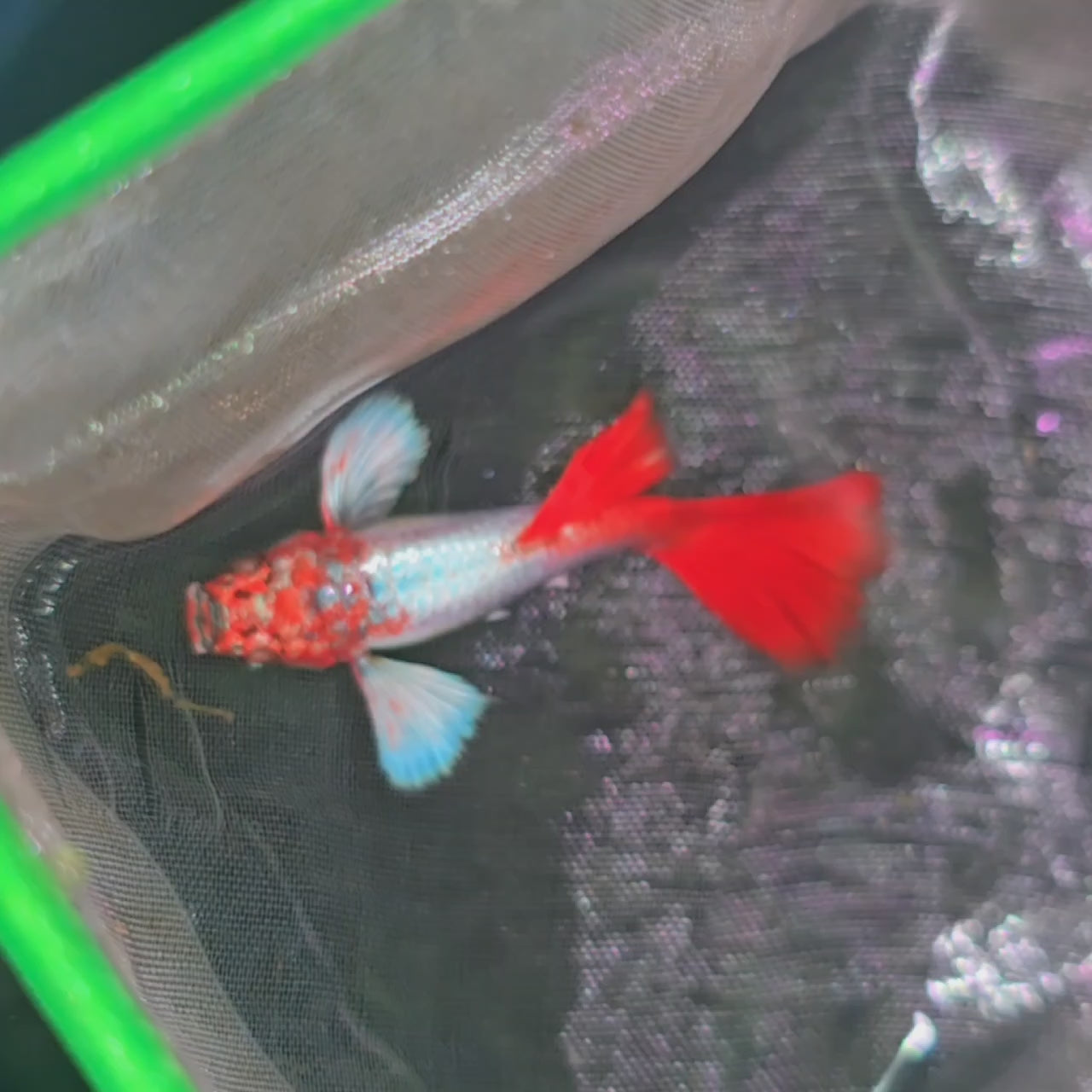 Santa Claus Guppy – Betta Bros SG