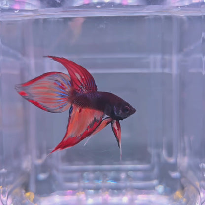 Nemo Fire Veiltail