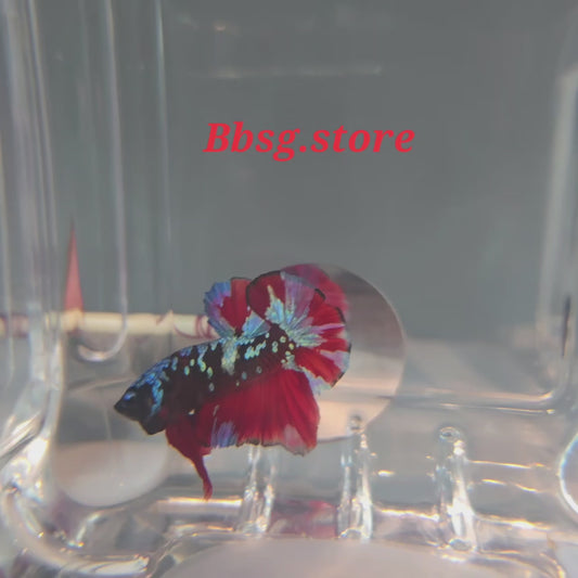 Avatar HMPK (Halfmoon Plakat)
