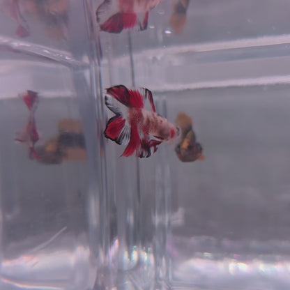 Cello red doubletail *Unique*