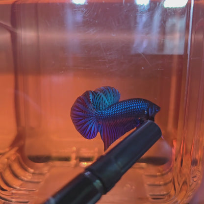 Wild hybrid Blue mahachai