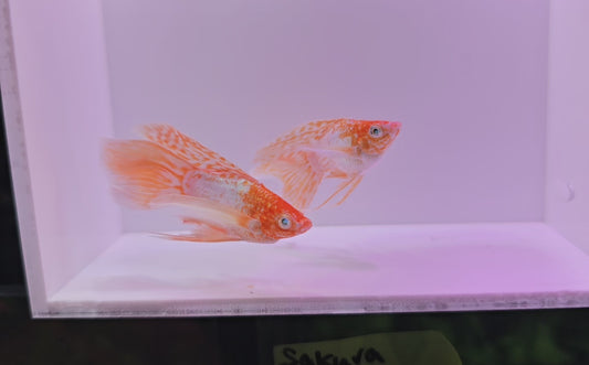 Lemon Veiltail Molly (Rare)