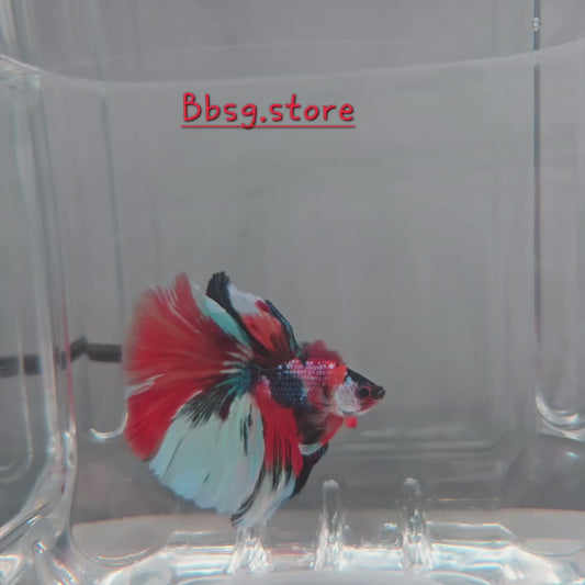Candy Koi DTHM (Double Tail Half Moon)