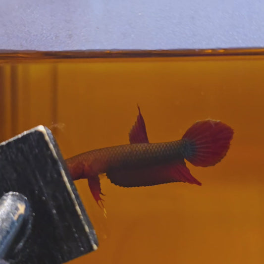 Wild Betta Iaspis