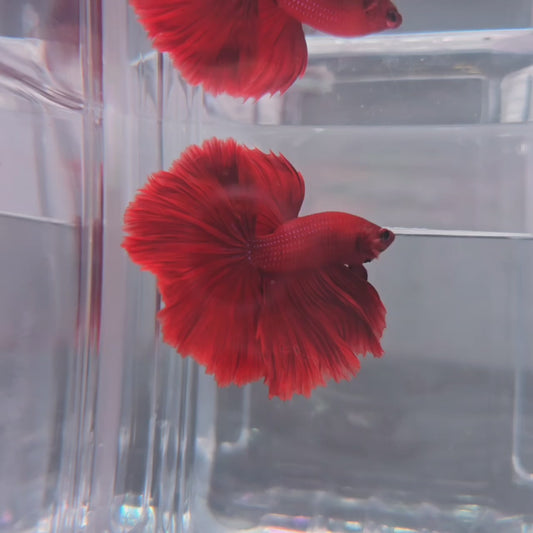 Super Red Rosetail