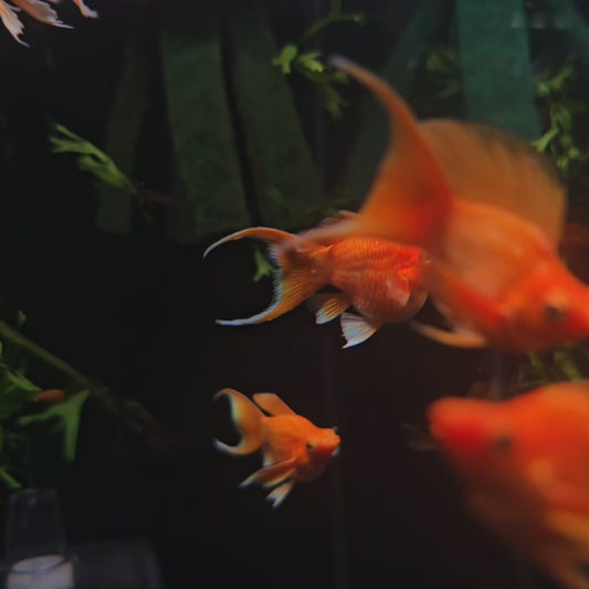 Super Gold Molly