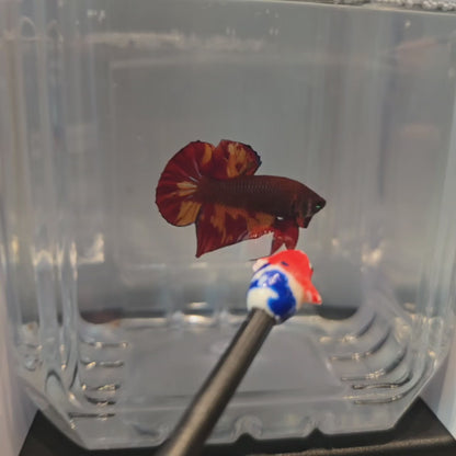 Wild Hybrid Nemo Splenden