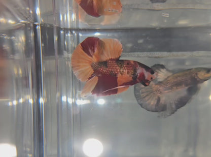 Copper Nemo