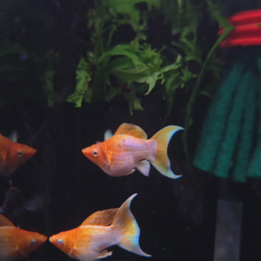 Lemon Lyretail Pair with Big Mama Mollies