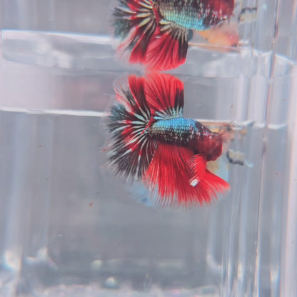Copper Red Halfmoon