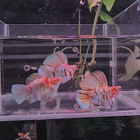 *NEW IN* Sakura Caramel Roundtail
