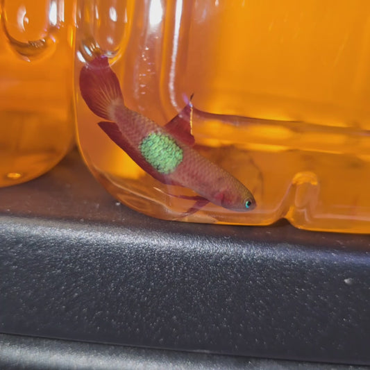 Wild betta: Brownorum