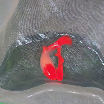 Albino Koi Guppy