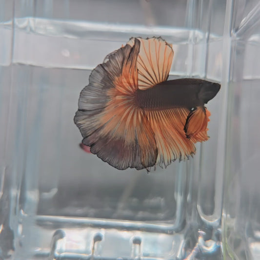 Giant Mustard Gas Halfmoon