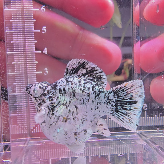 Marble Diamond Eyes Roundtail (Big Size)