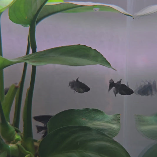 [From Japan 🇯🇵] ✨ The Black Guardian: Ungyō Longfin Medaka - Pair