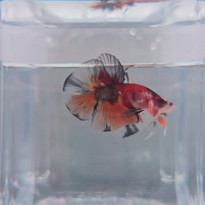 Nemo Koi