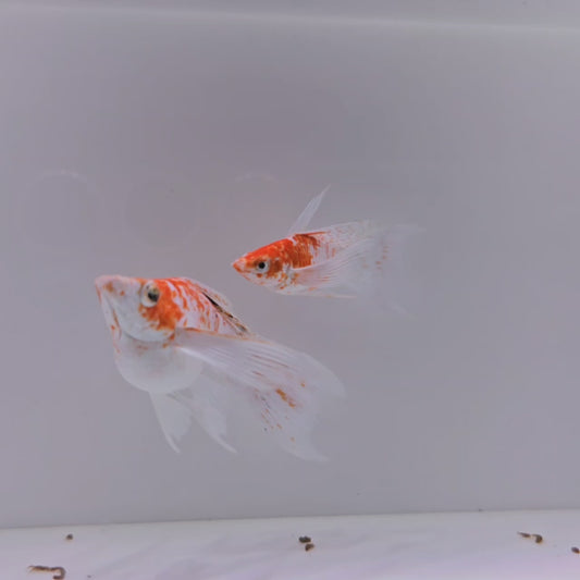 Sakura Veiltail Molly - Pair