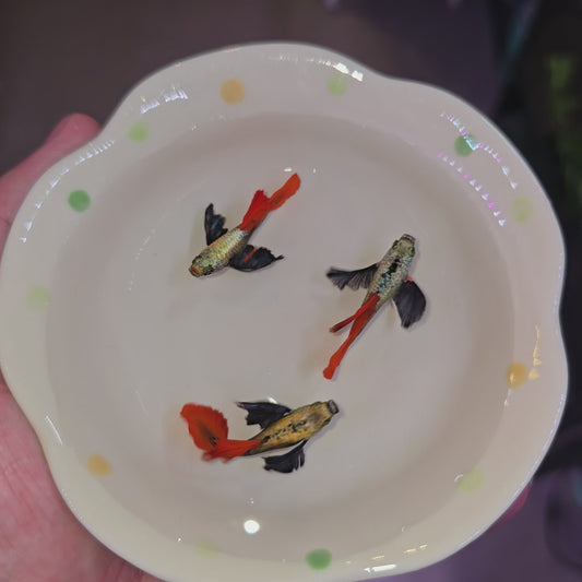 Red Tail Dumbo Guppies