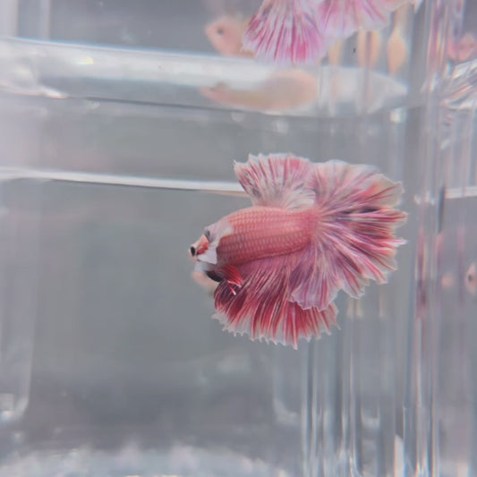 Pink Feathertail