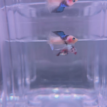 Blue black Shark fin koi dtpk
