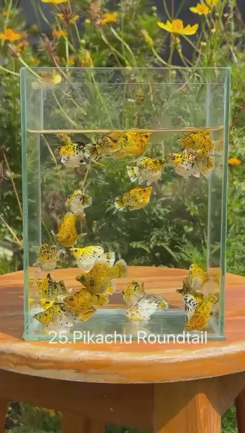 *NEW IN* Pikachu Roundtail