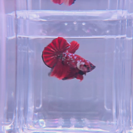 Red Koi Galaxy