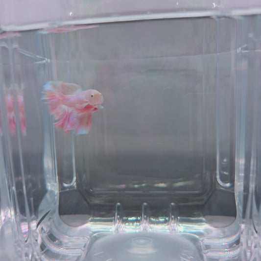 Light Pink Rosetail